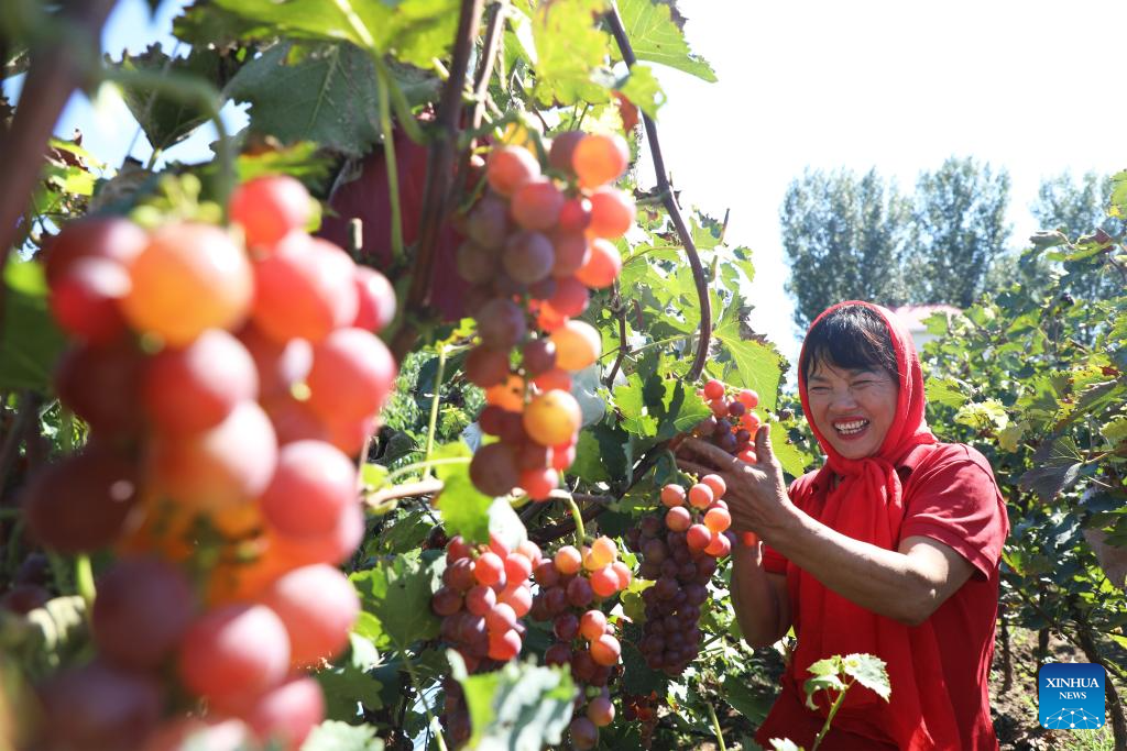 7th Chinese farmers' harvest festival celebrated across China