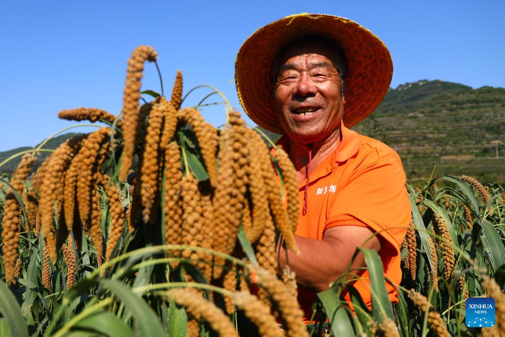 7th Chinese farmers' harvest festival celebrated across China