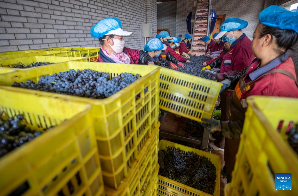 Eastern foot of Helan Mountain enters harvest season of wine grape