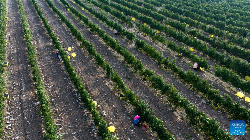 Eastern foot of Helan Mountain enters harvest season of wine grape