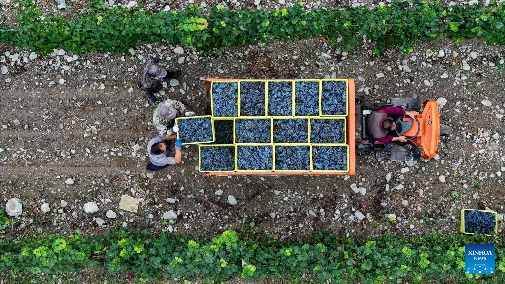 Eastern foot of Helan Mountain enters harvest season of wine grape