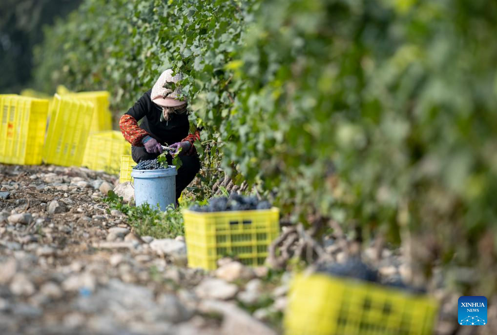 Eastern foot of Helan Mountain enters harvest season of wine grape