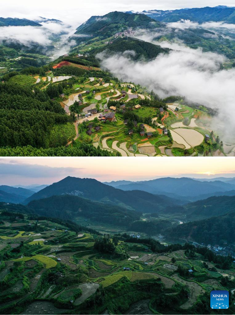 Local dedicated to searching and protecting old varieties of crops in SW China