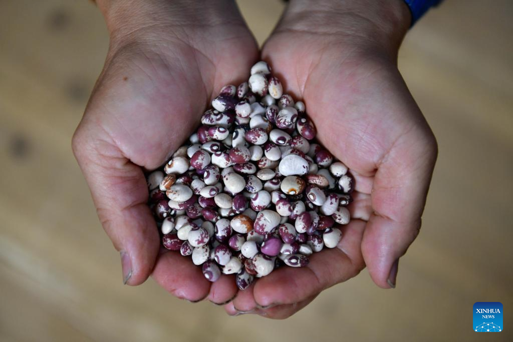 Local dedicated to searching and protecting old varieties of crops in SW China