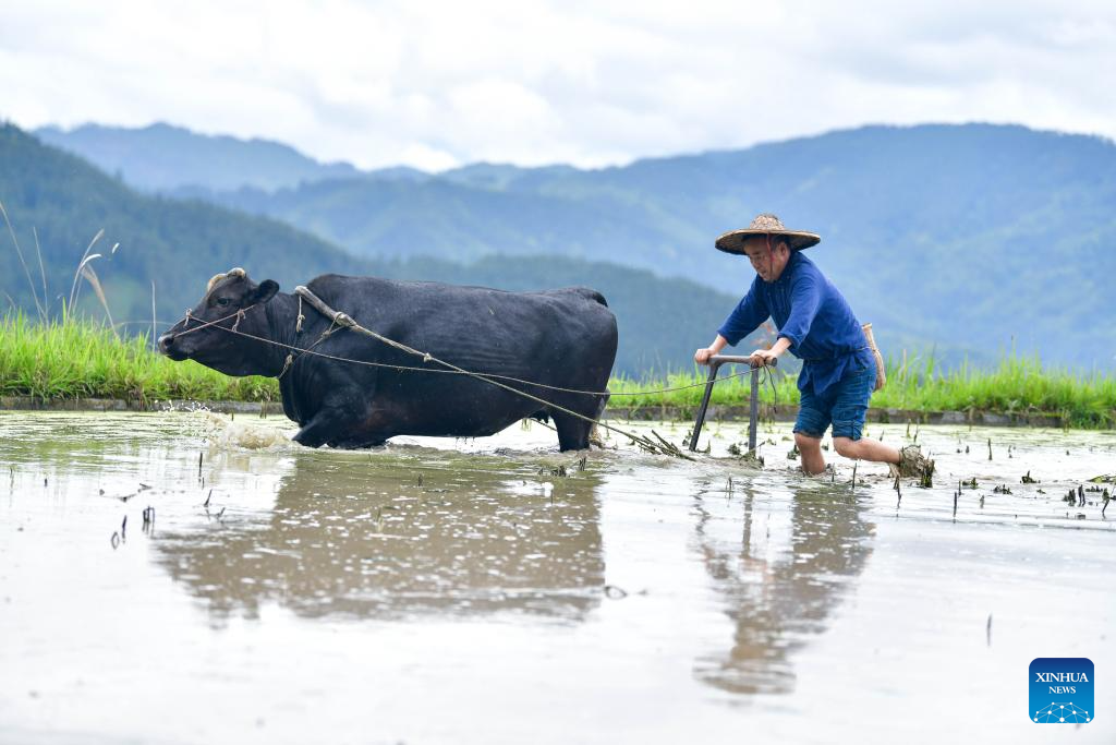 Local dedicated to searching and protecting old varieties of crops in SW China