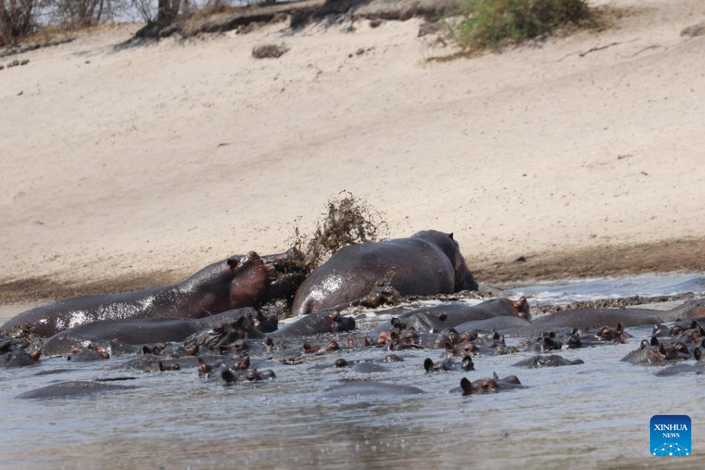 Namibia drills more boreholes to save stranded hippos