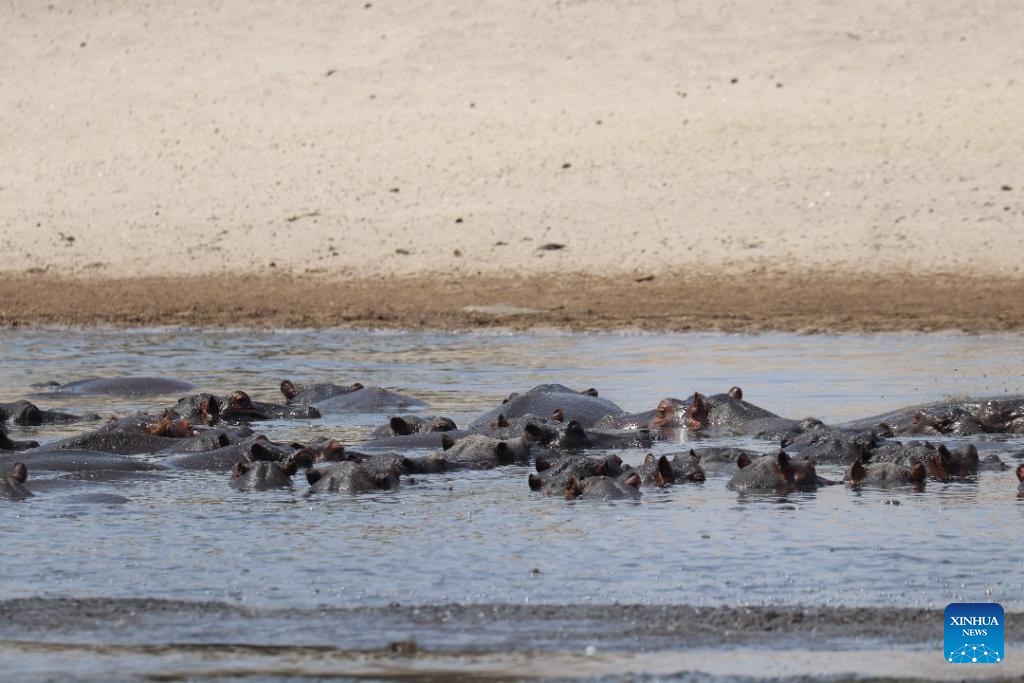 Namibia drills more boreholes to save stranded hippos