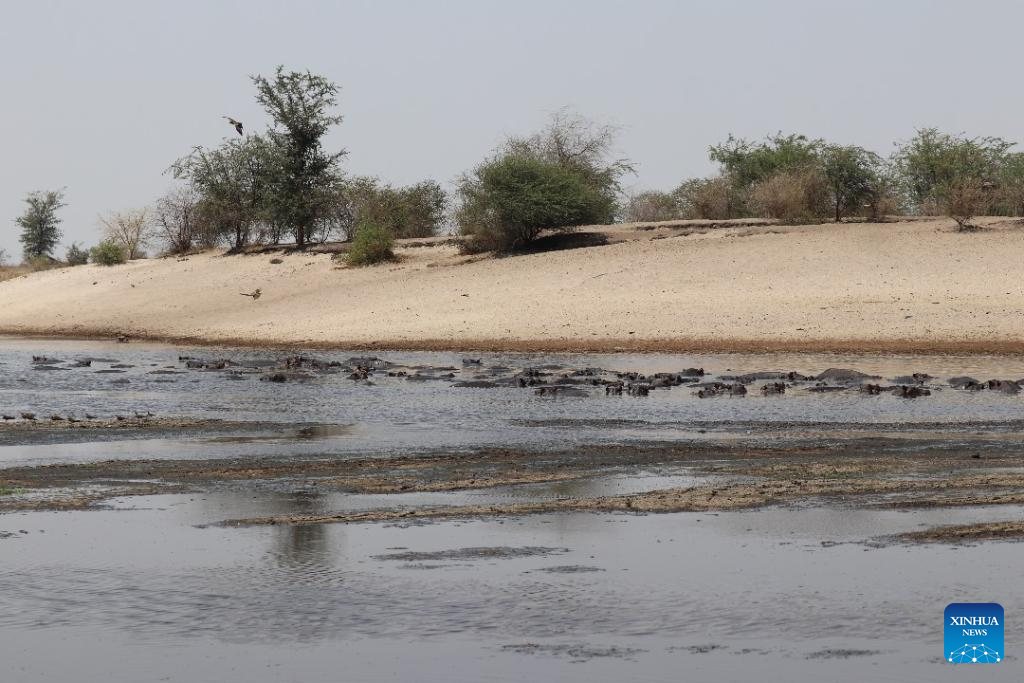 Namibia drills more boreholes to save stranded hippos