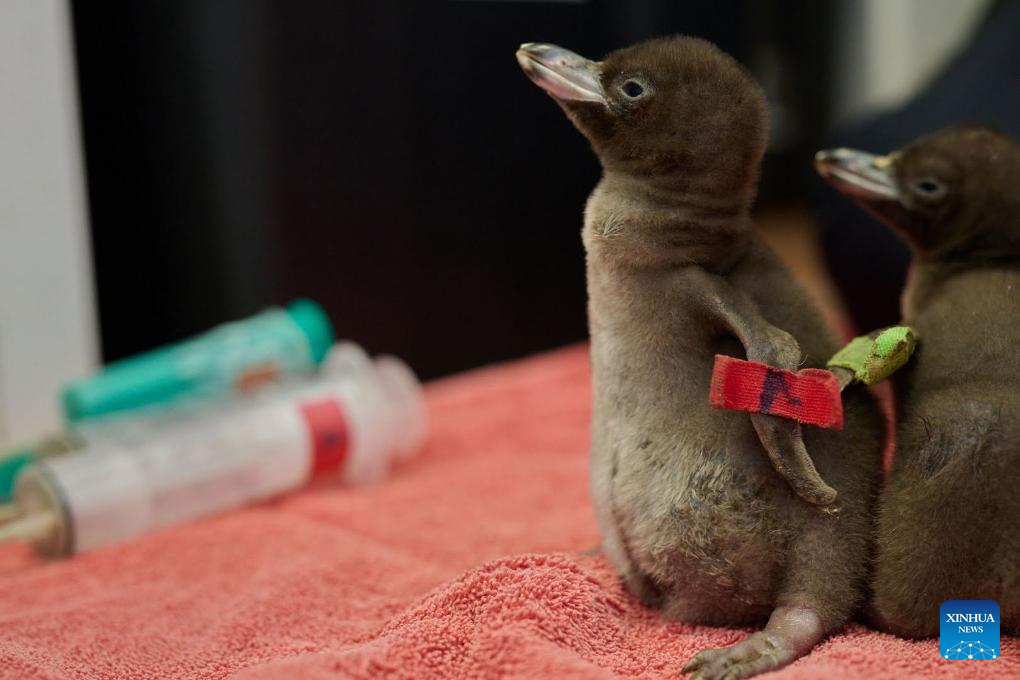 Yellow-eyed penguin wins New Zealand's Bird of the Year