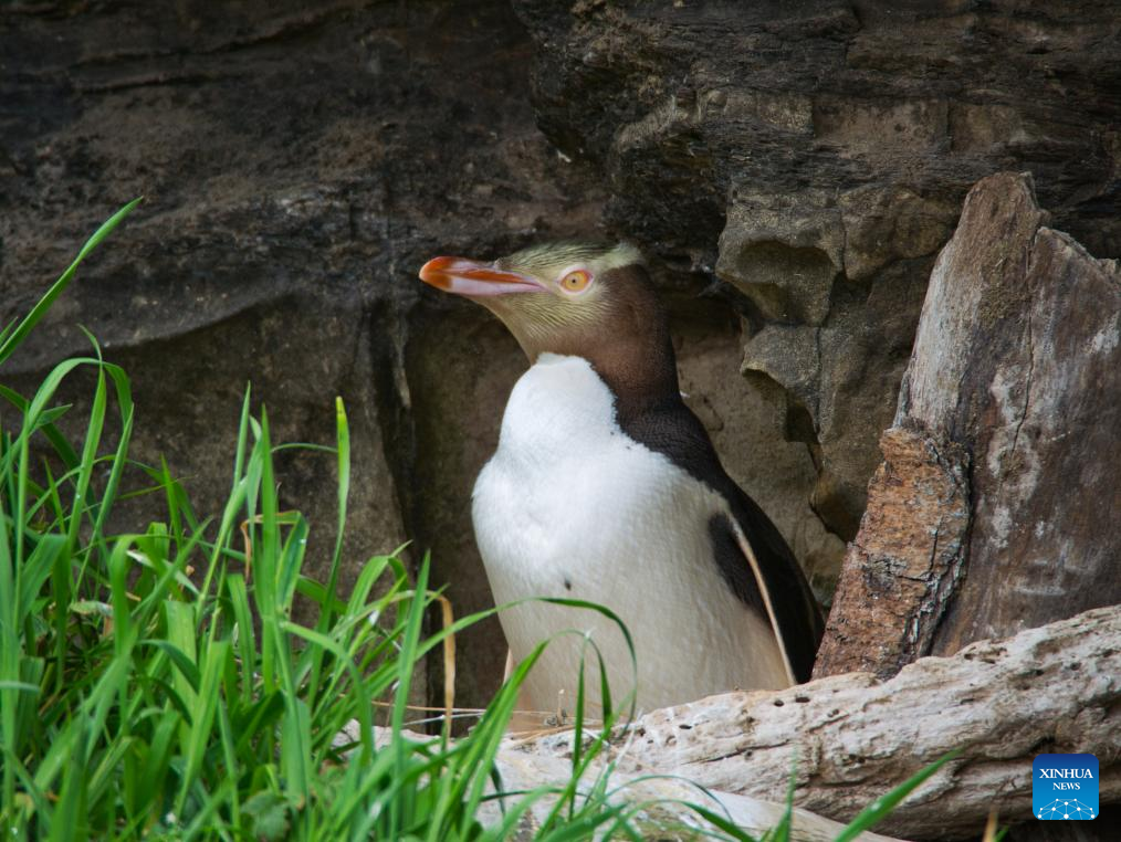 Yellow-eyed penguin wins New Zealand's Bird of the Year