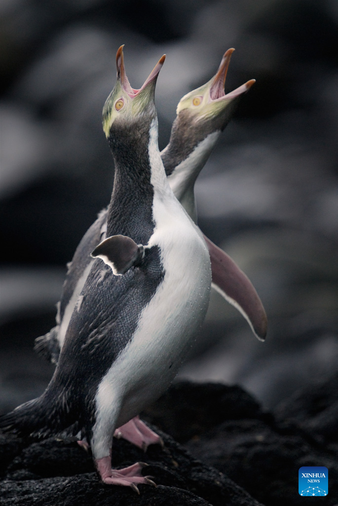 Yellow-eyed penguin wins New Zealand's Bird of the Year