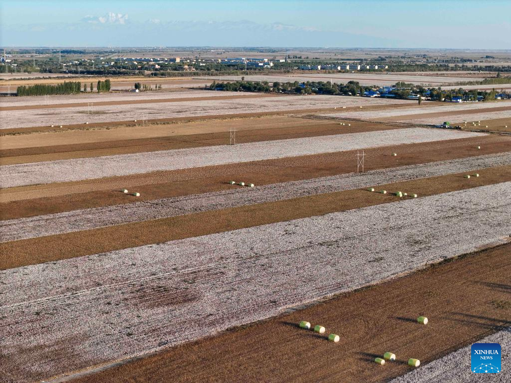 Cotton harvest season starts in Xinjiang