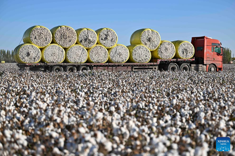 Cotton harvest season starts in Xinjiang