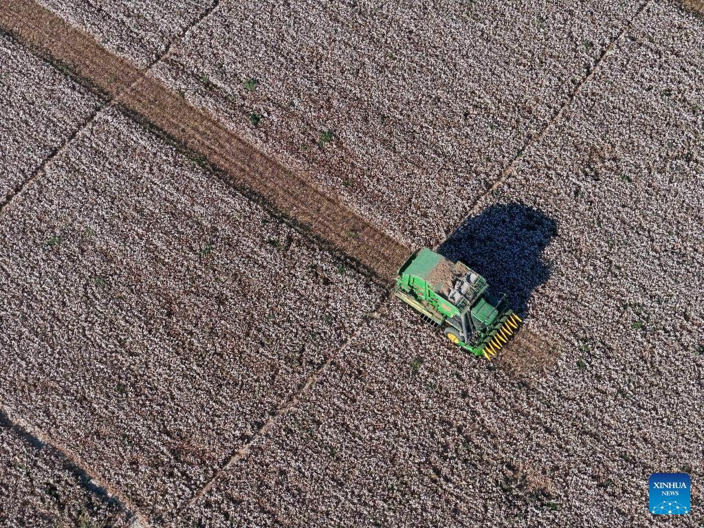 Cotton harvest season starts in Xinjiang