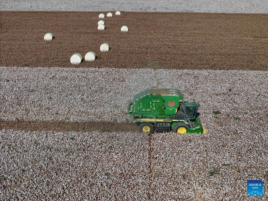 Cotton harvest season starts in Xinjiang