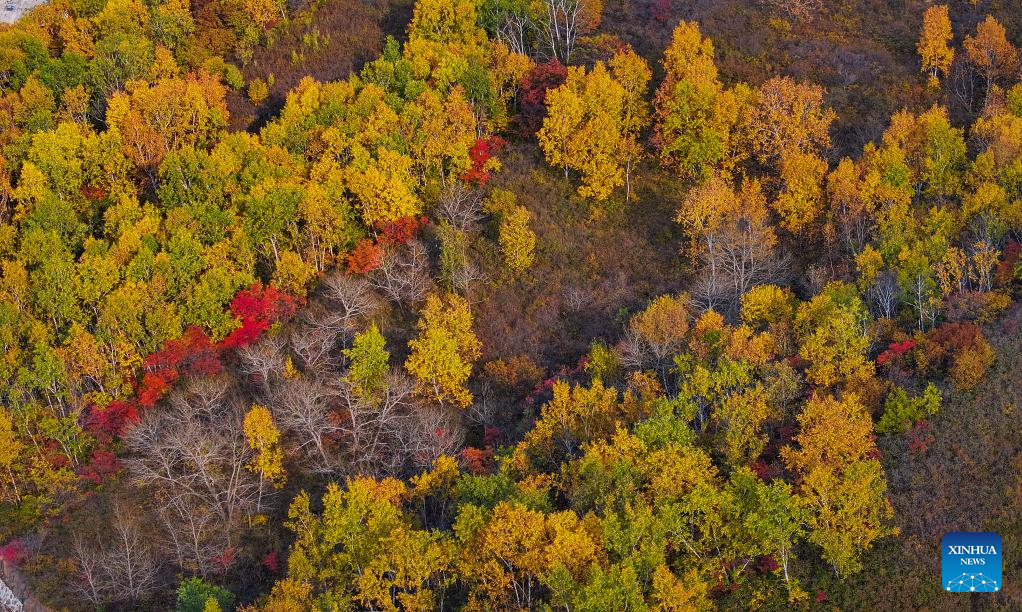 Autumn scenery of China's Inner Mongolia