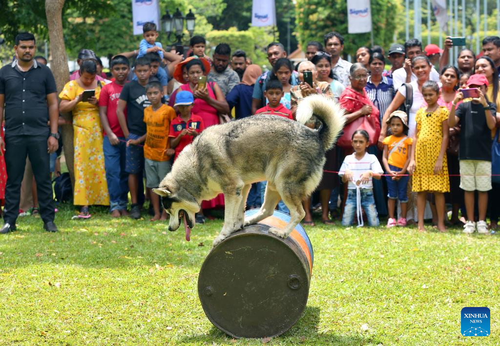 Dogs of Sri Lankan police department's canine force perform at park