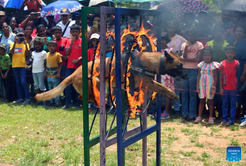 Dogs of Sri Lankan police department's canine force perform at park