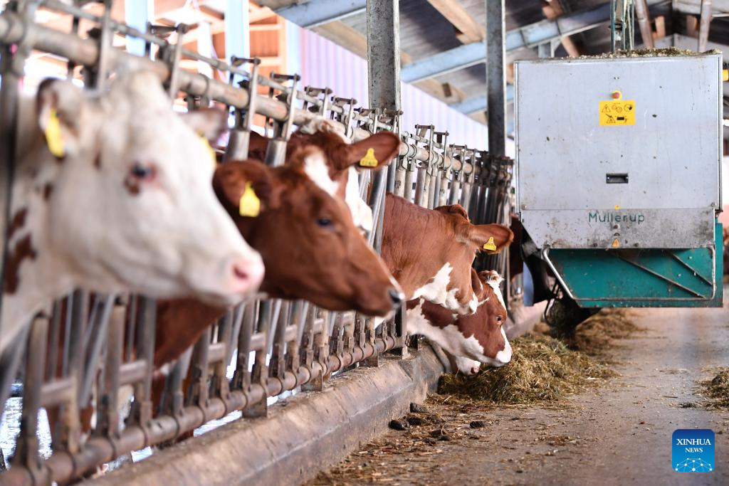 In pics: dairy farm in Froideville, Switzerland