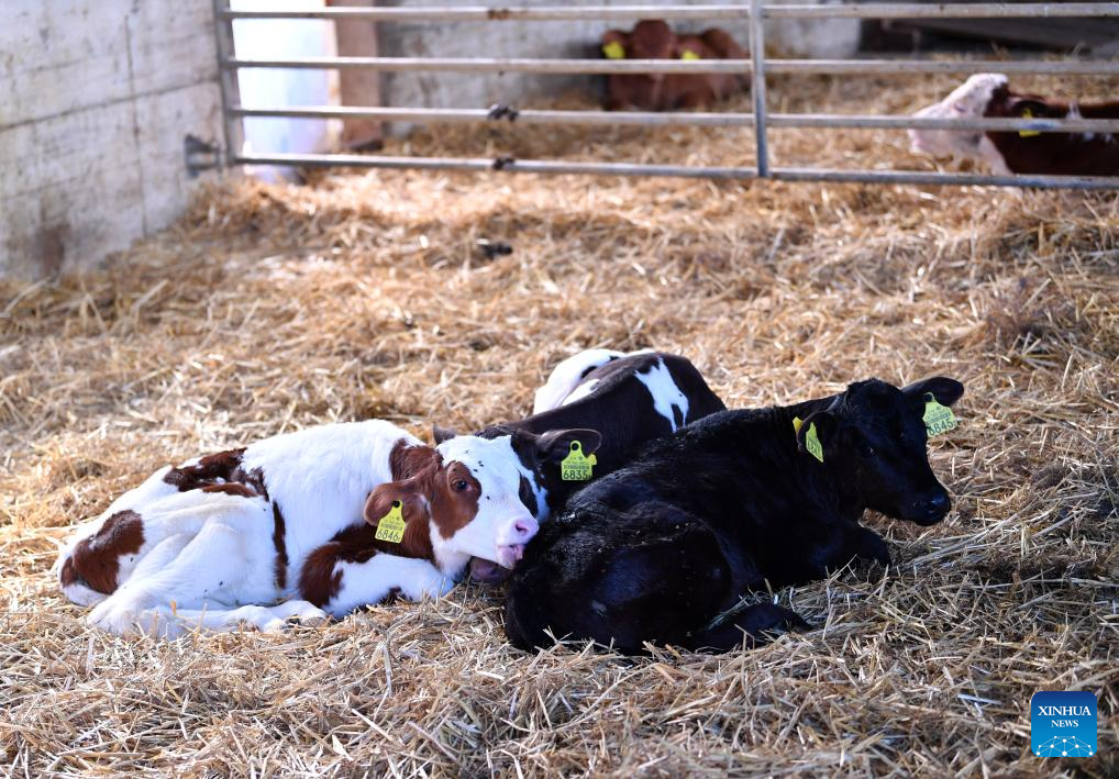 In pics: dairy farm in Froideville, Switzerland