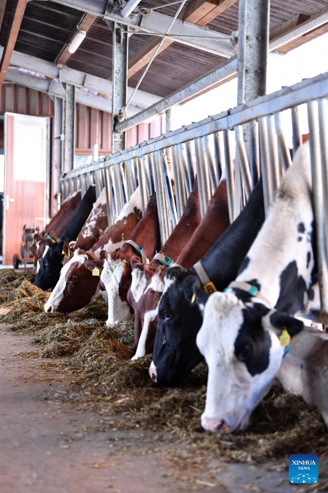 In pics: dairy farm in Froideville, Switzerland