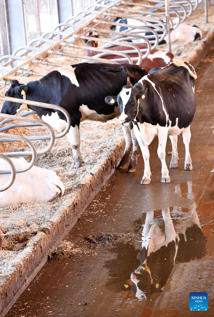 In pics: dairy farm in Froideville, Switzerland