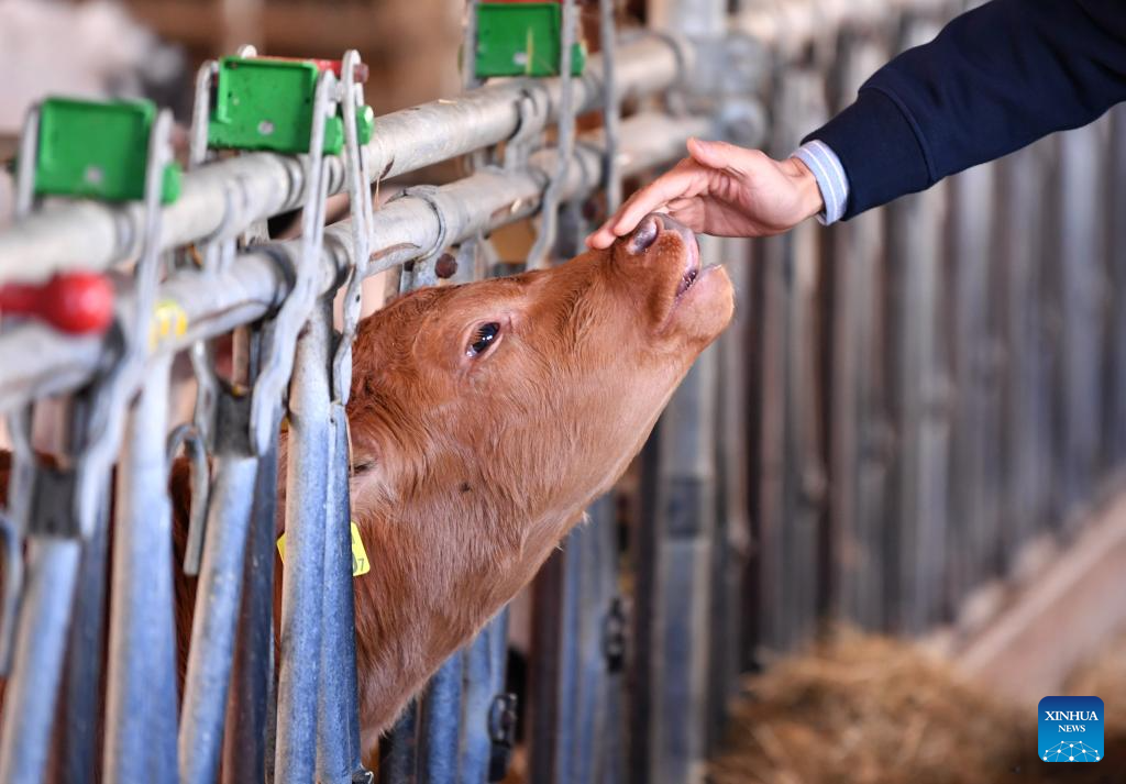 In pics: dairy farm in Froideville, Switzerland