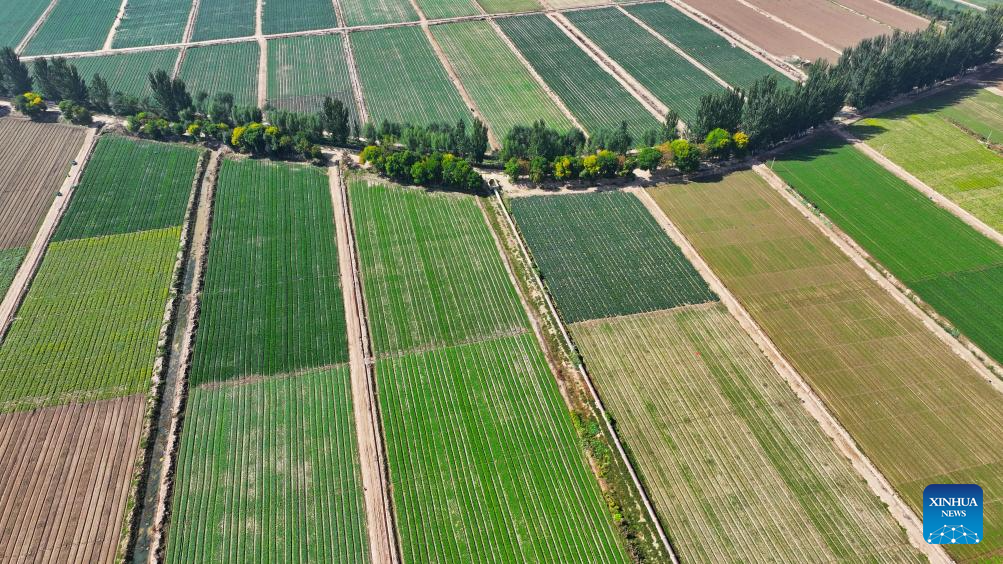 Aerial view of farms in Ningxia, NW China