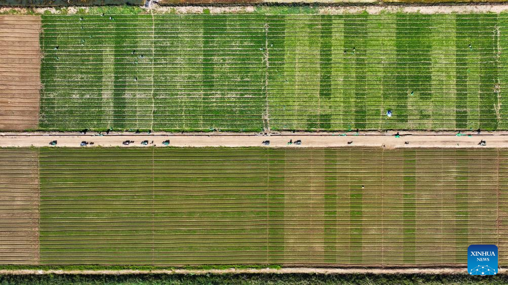 Aerial view of farms in Ningxia, NW China