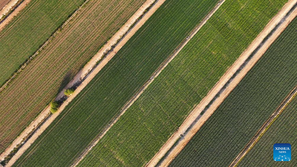 Aerial view of farms in Ningxia, NW China