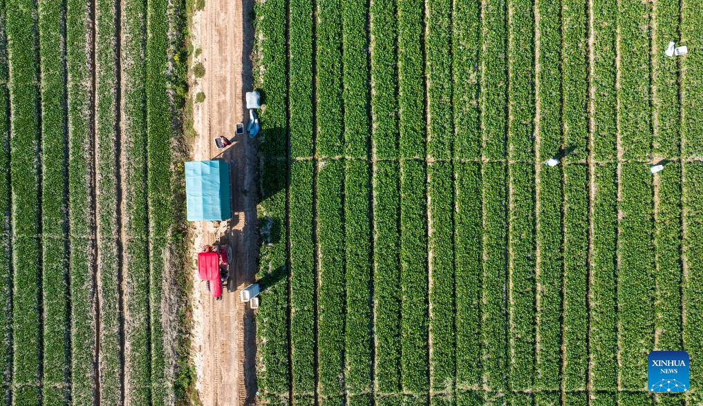 Aerial view of farms in Ningxia, NW China