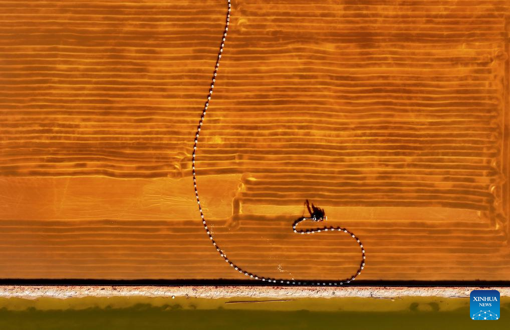 Salt harvested at Nanpu salt field in Tangshan, Hebei