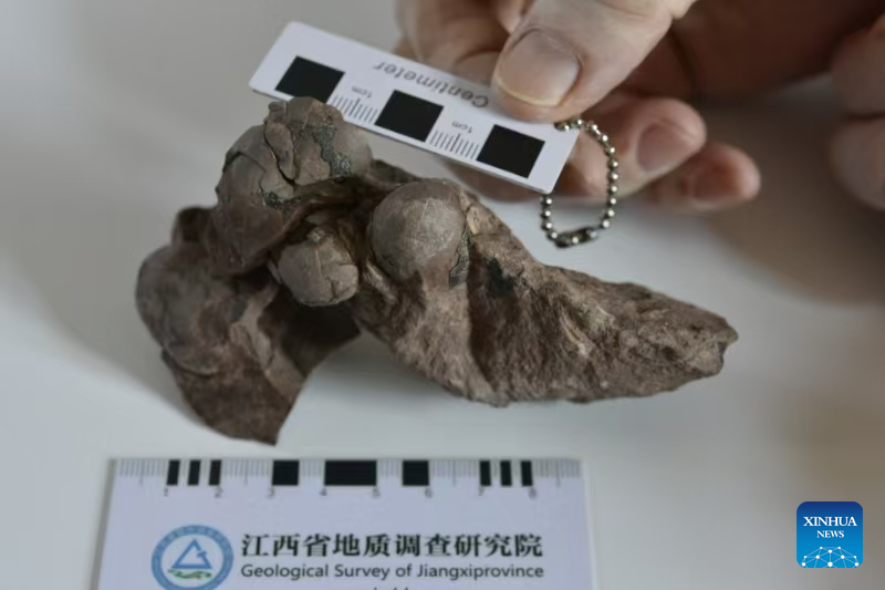 World's smallest dinosaur egg fossils discovered in China