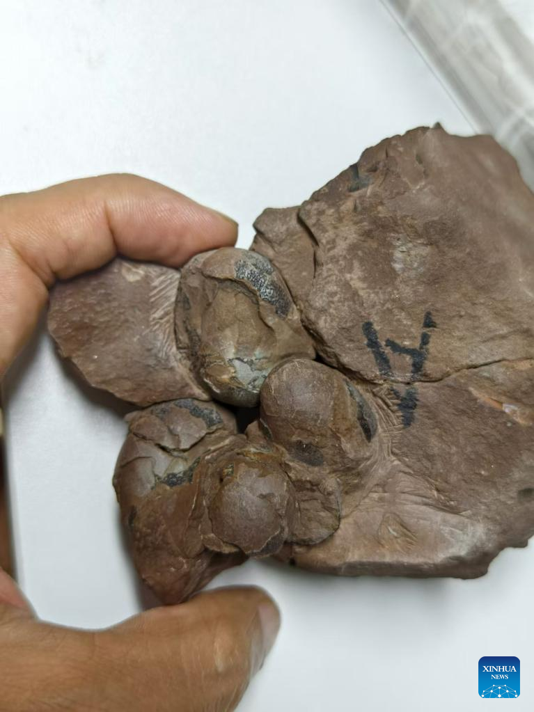 World's smallest dinosaur egg fossils discovered in China