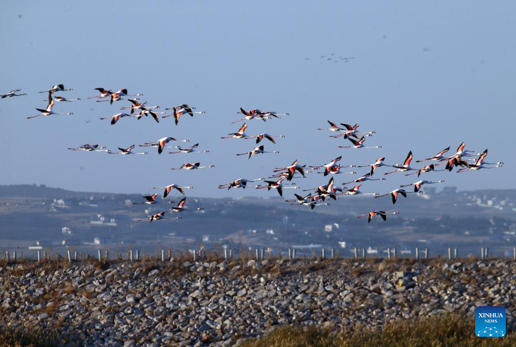 Flock of flamingos pictured in Ankara, Türkiye