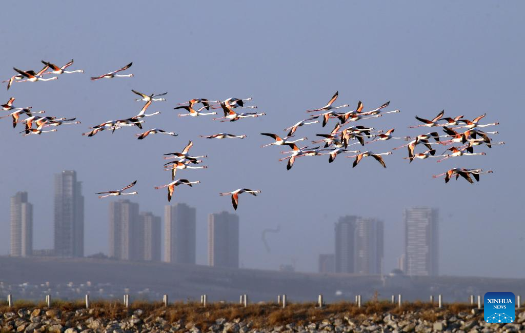 Flock of flamingos pictured in Ankara, Türkiye