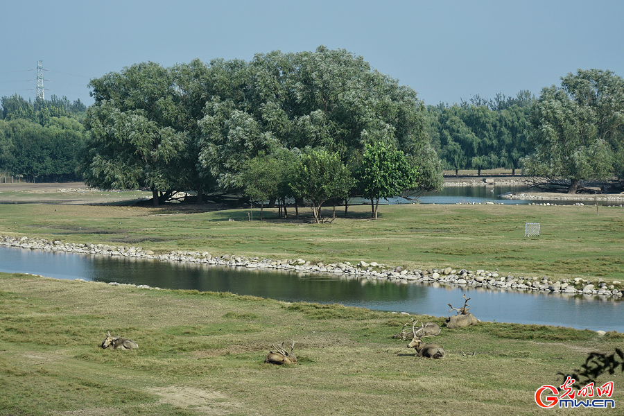 Milu deer roaming in protected areas at Nanhaizi Park