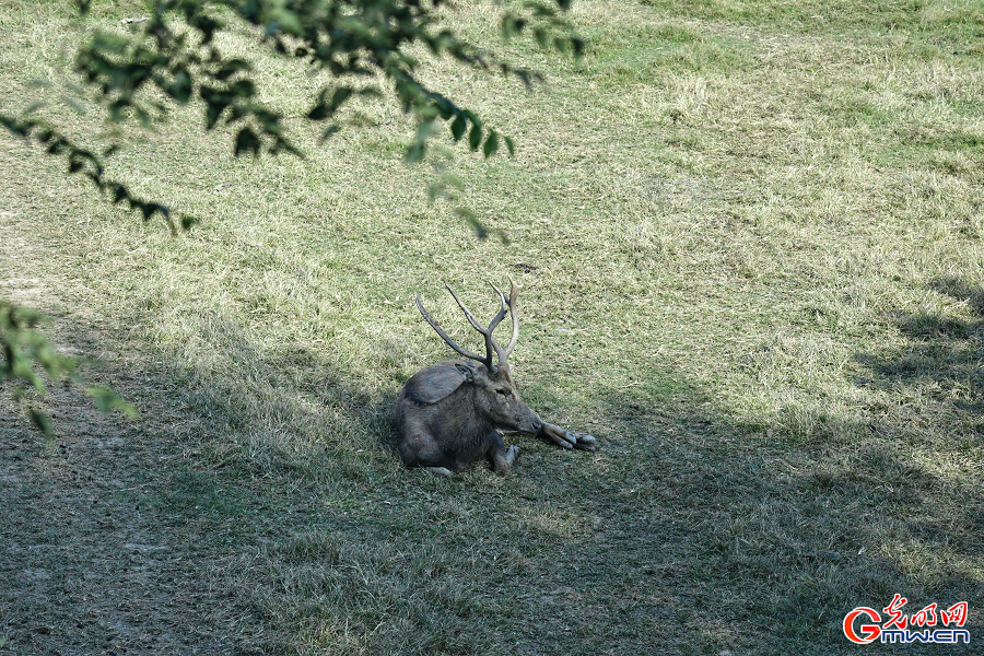 Milu deer roaming in protected areas at Nanhaizi Park