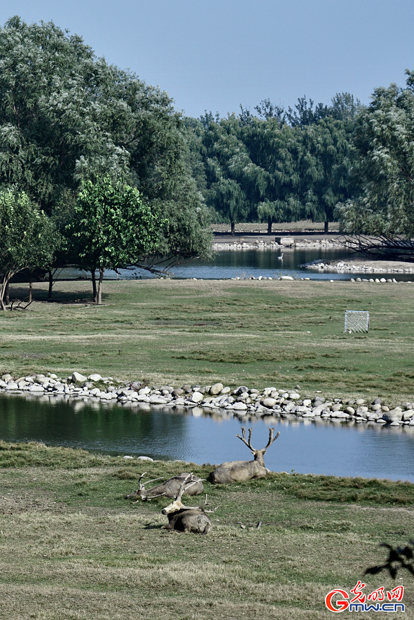 Milu deer roaming in protected areas at Nanhaizi Park