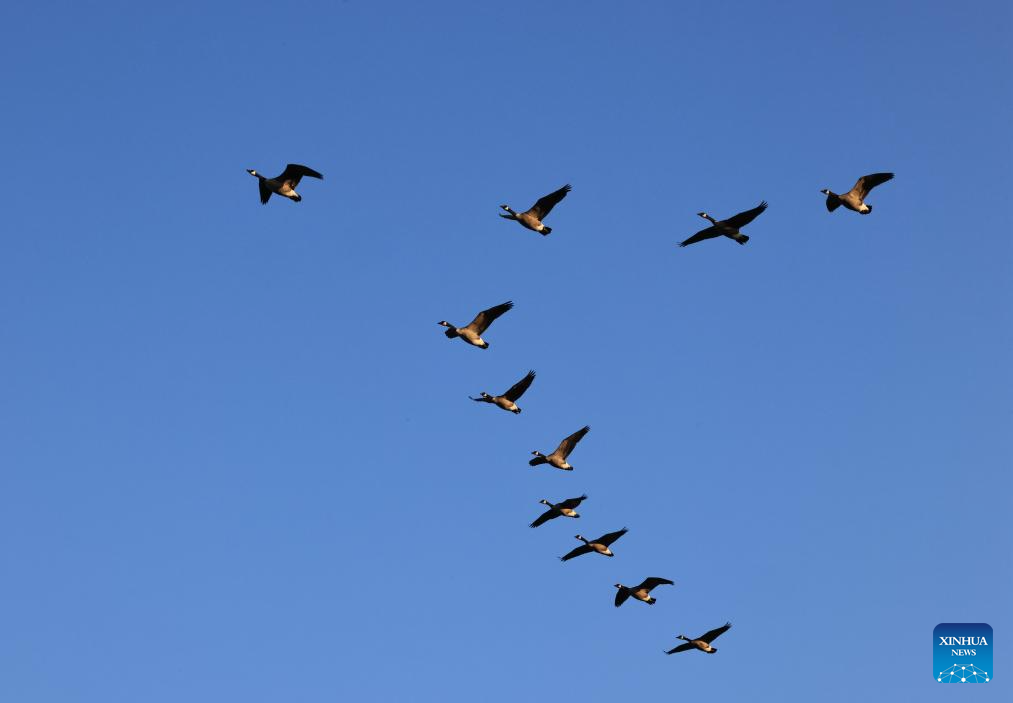 Canada geese seen in Markham, Canada