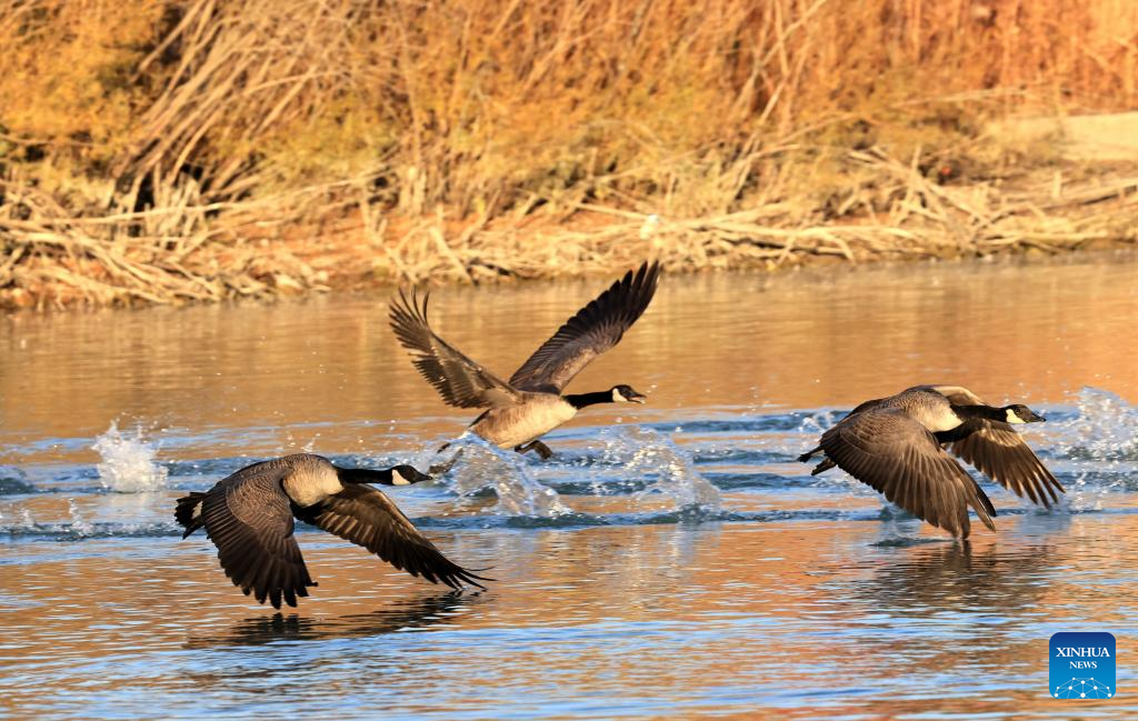 Canada geese seen in Markham, Canada