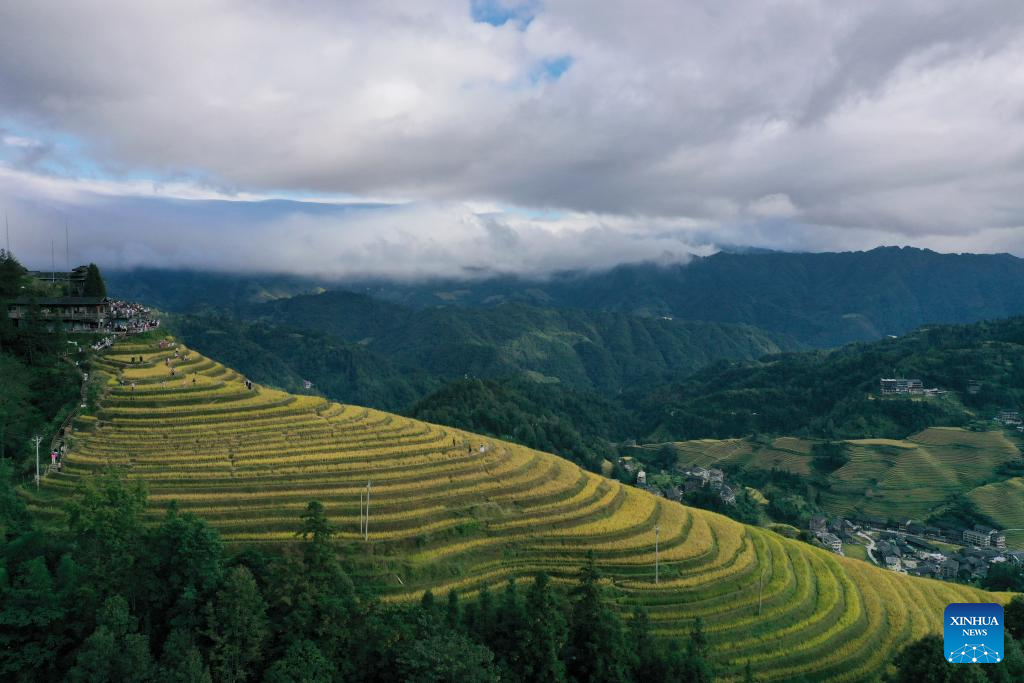 Scenery of Longji Rice Terraces in S China's Guangxi