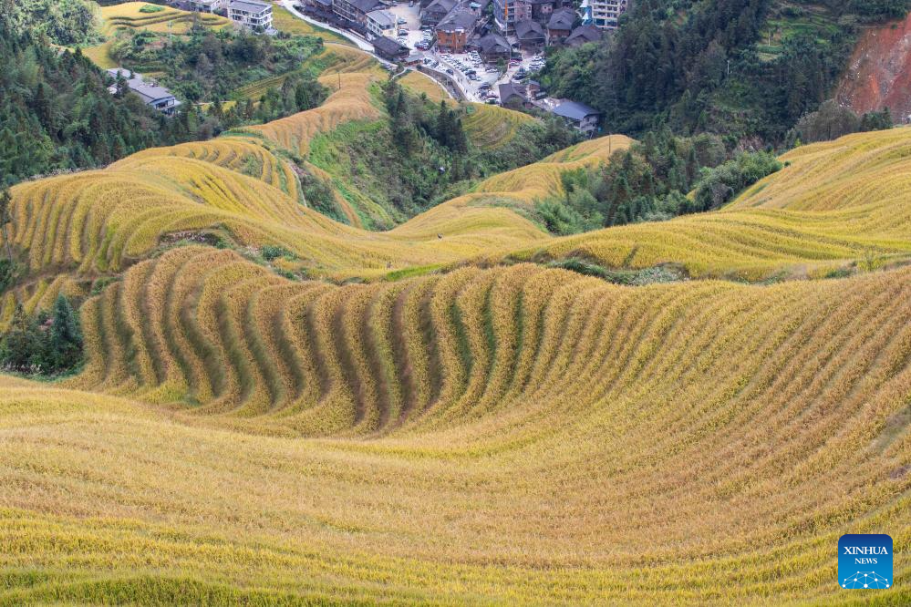 Scenery of Longji Rice Terraces in S China's Guangxi