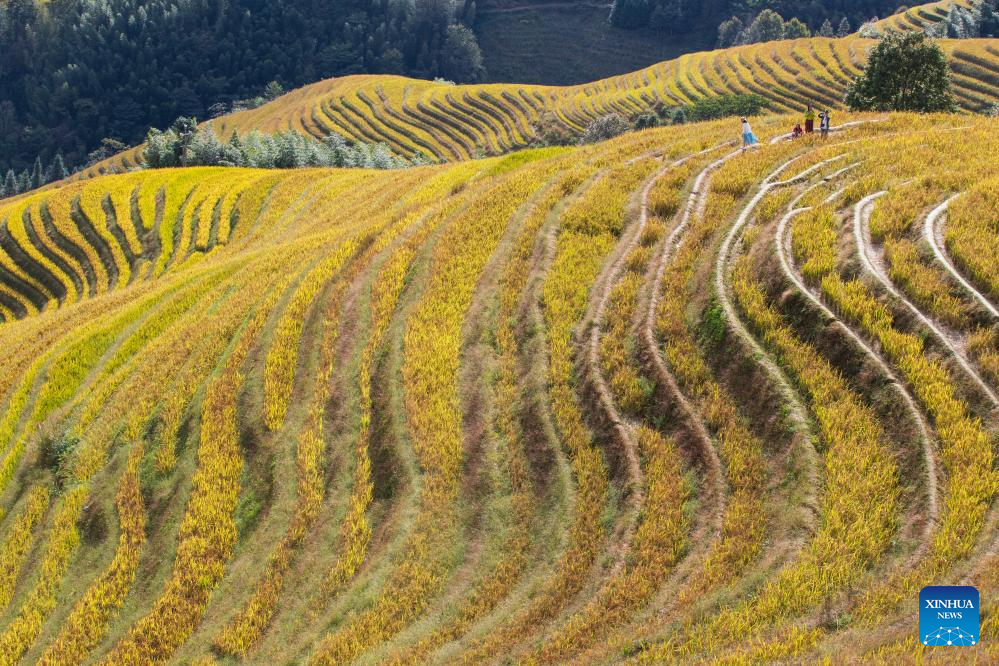 Scenery of Longji Rice Terraces in S China's Guangxi