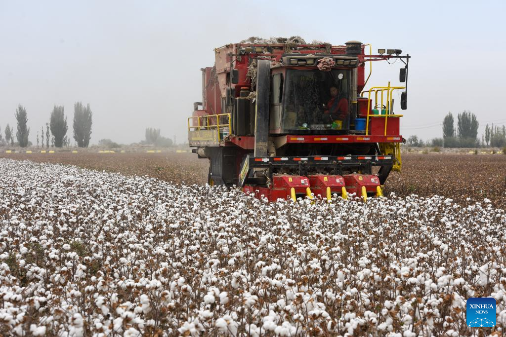 Harvest season of cotton starts in Aksu, China's Xinjiang