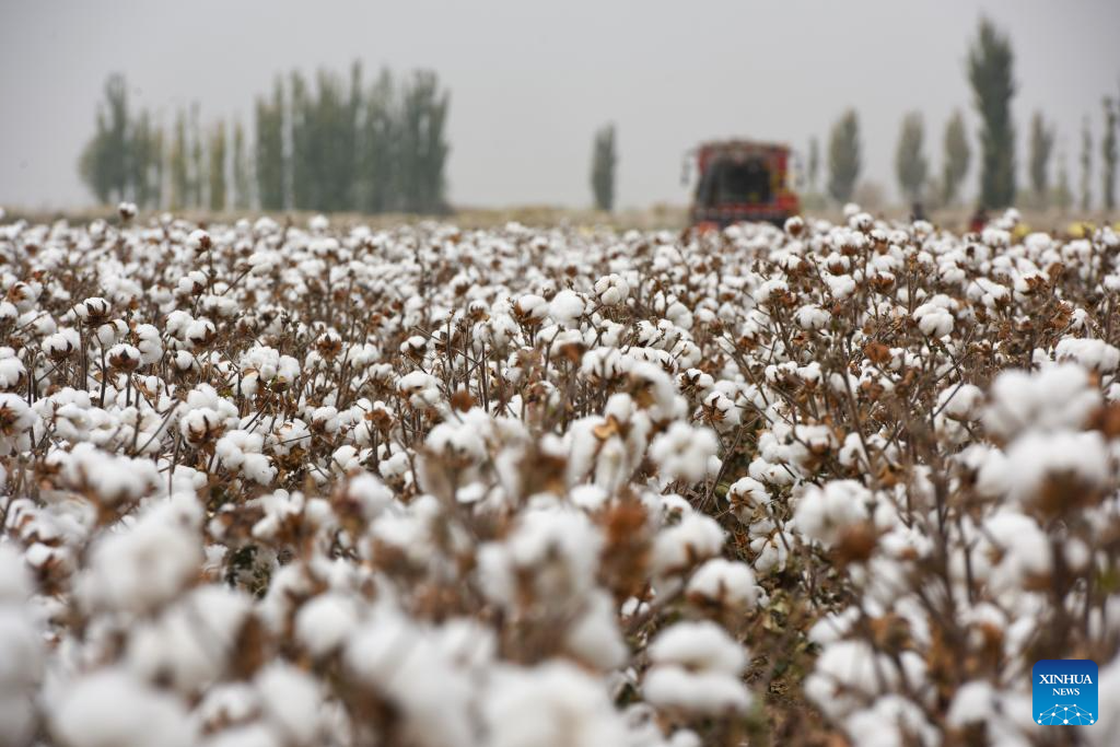 Harvest season of cotton starts in Aksu, China's Xinjiang