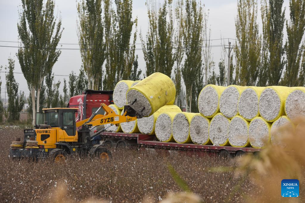 Harvest season of cotton starts in Aksu, China's Xinjiang