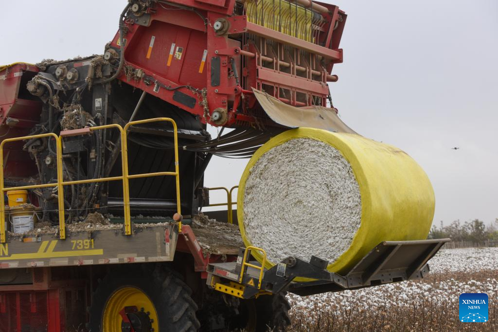 Harvest season of cotton starts in Aksu, China's Xinjiang