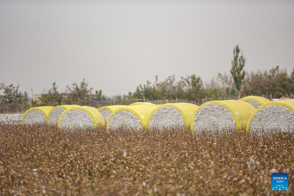 Harvest season of cotton starts in Aksu, China's Xinjiang