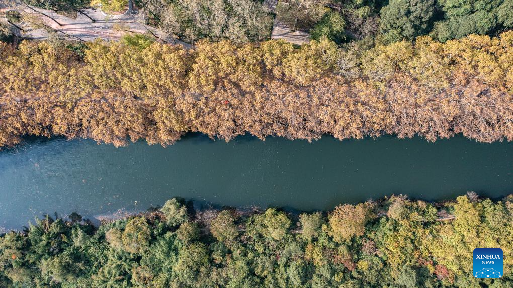 Autumn scenery of Huaxi National Urban Wetland Park in Guiyang, C China